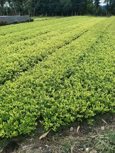 三门峡市政绿化种植土单价